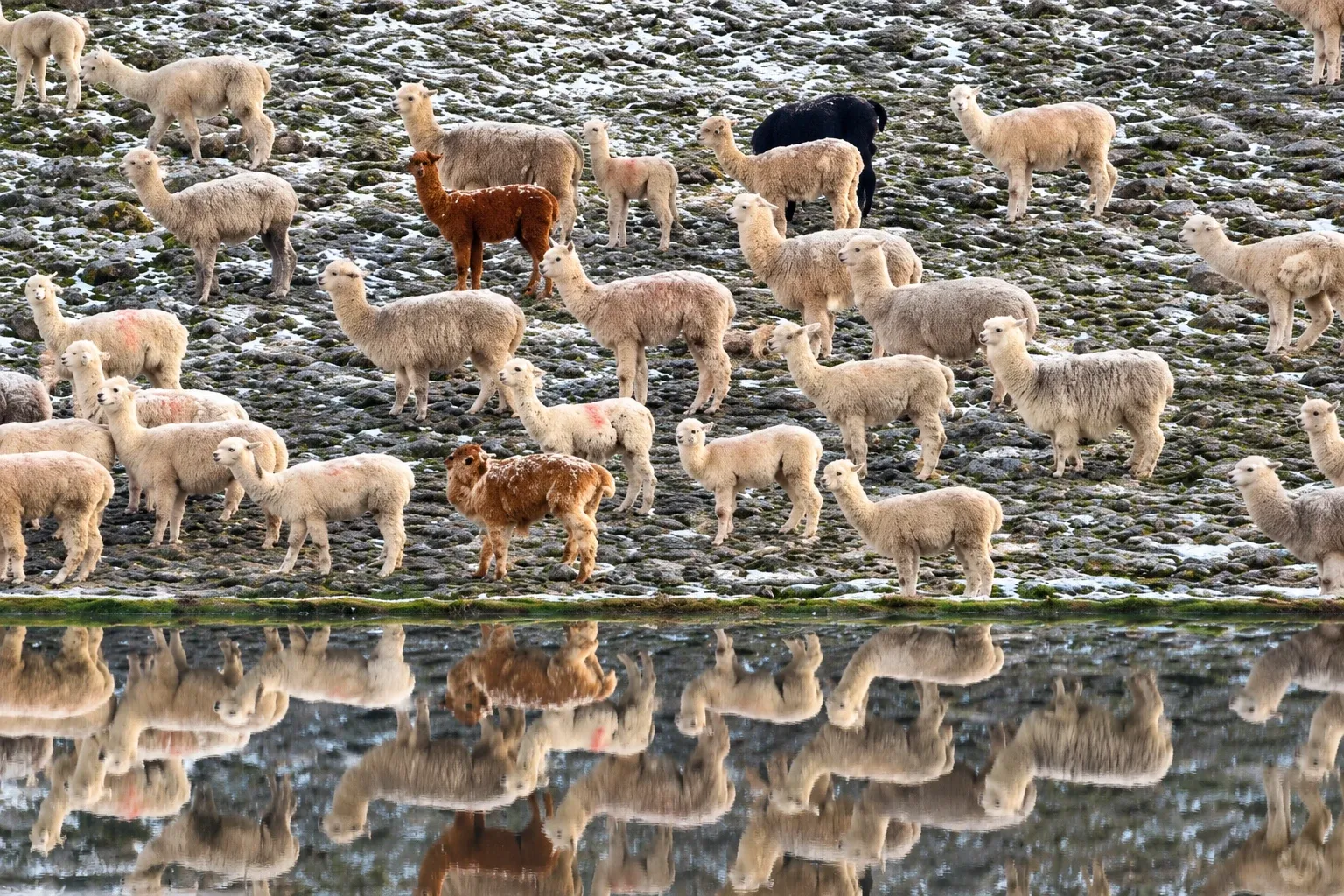 A herd of alpacas reflected in a highland pool