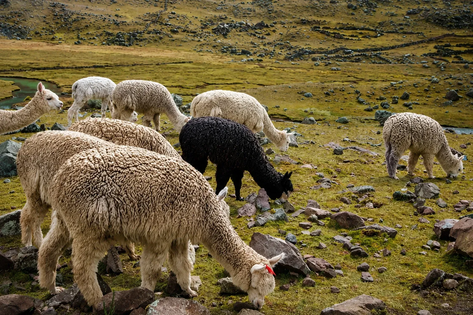 Alpacas grazing on highland pasture