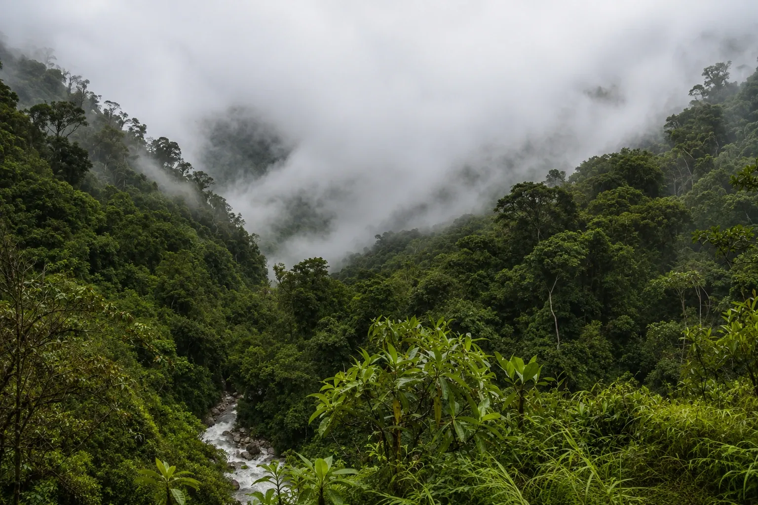 A river valley in the cloud forest with mist on the slopes