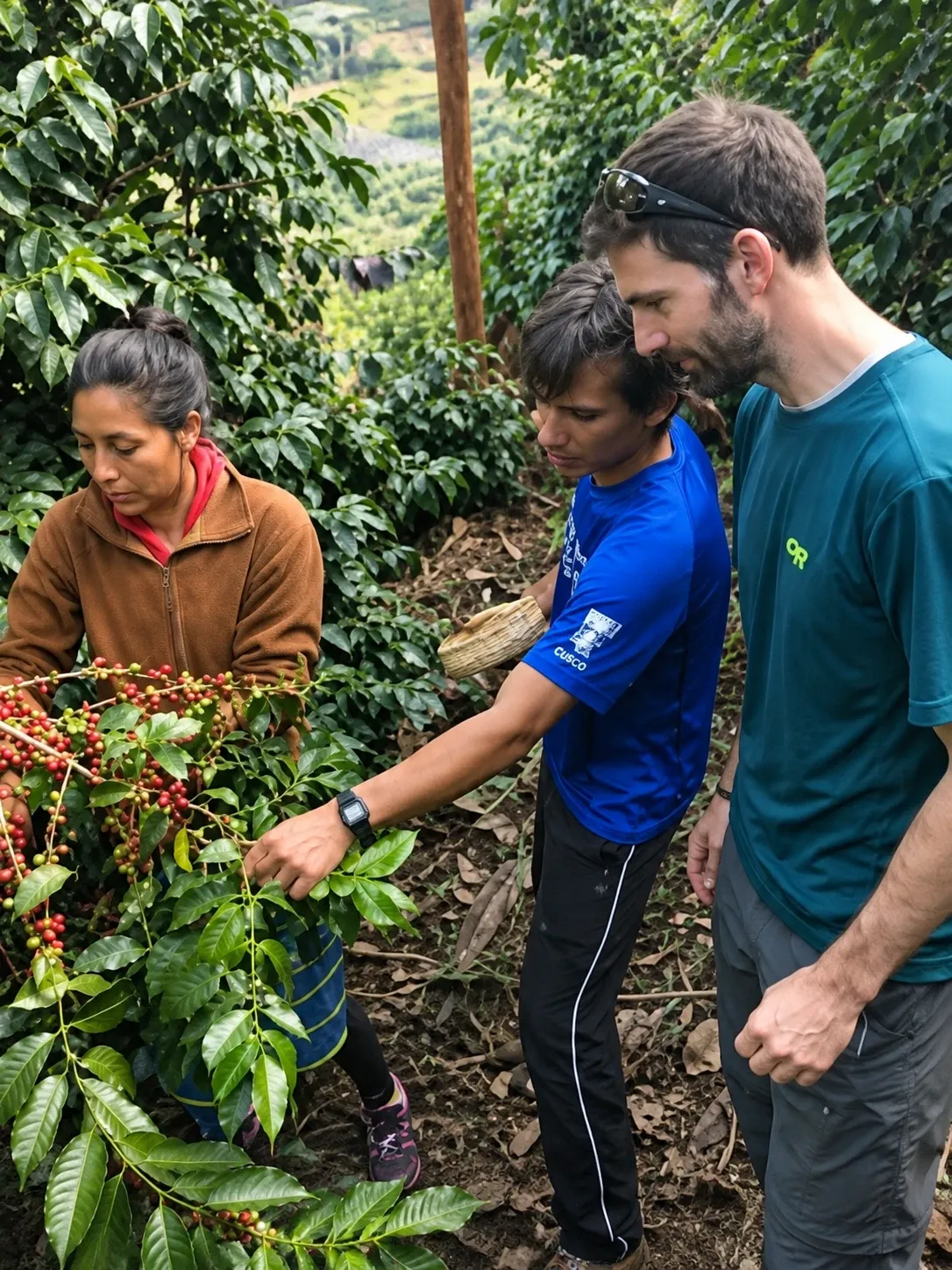 Visitors picking coffee cherries with a local farmer