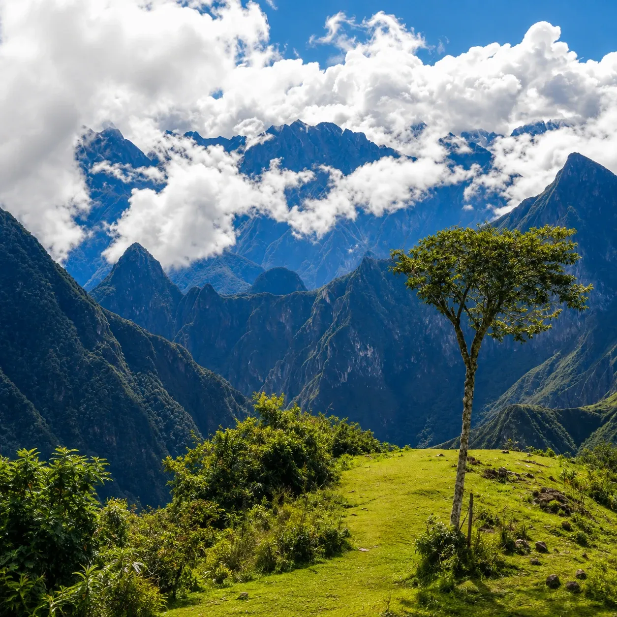 A lone tree on a grassy ridge with forested peaks beyond