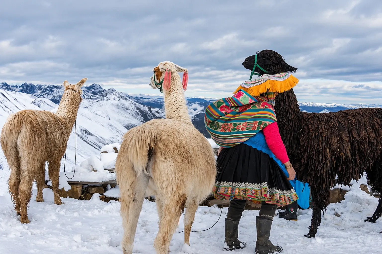 A woman in traditional dress with llamas on a snow-covered pass