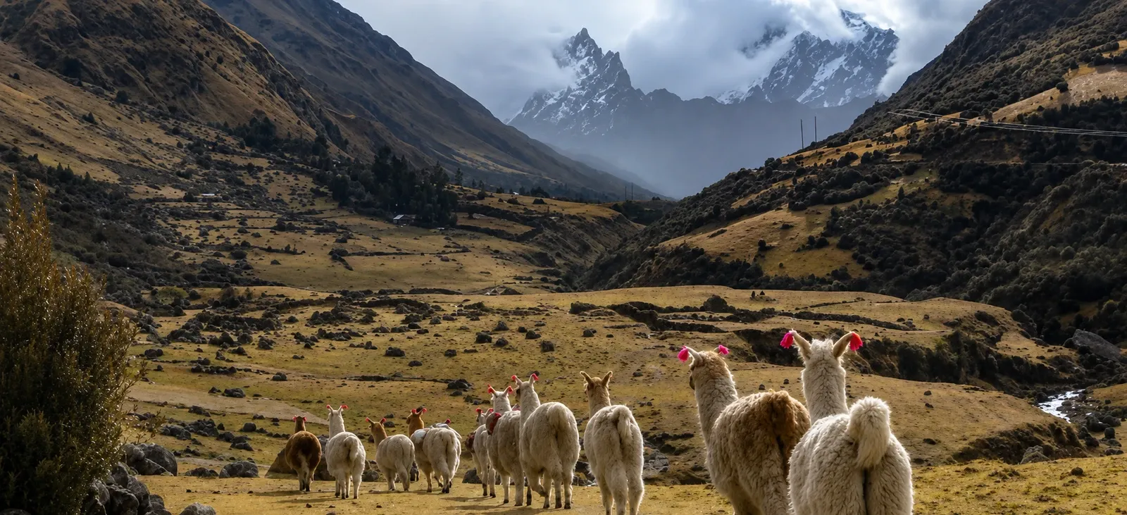 Llamas grazing in a high valley below a snow peak