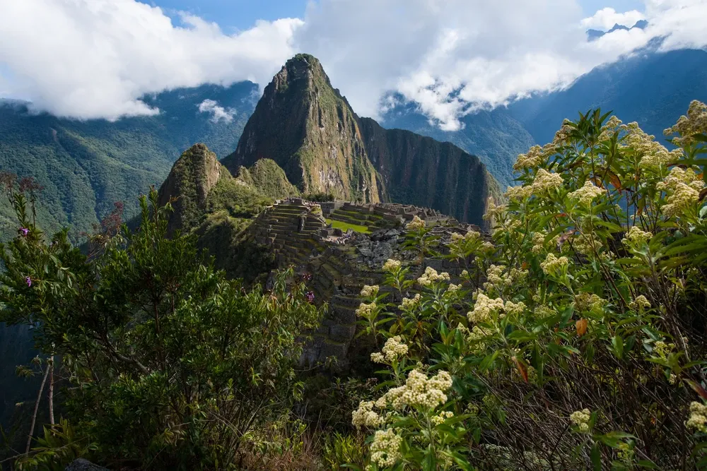 Machu Picchu framed by flowering shrubs