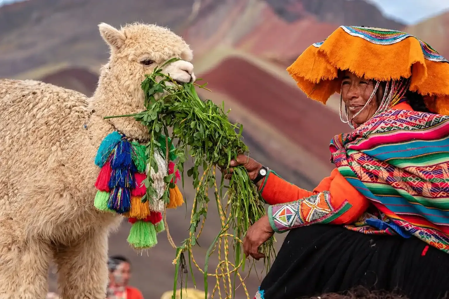 A woman in traditional dress feeding an alpaca at Rainbow Mountain