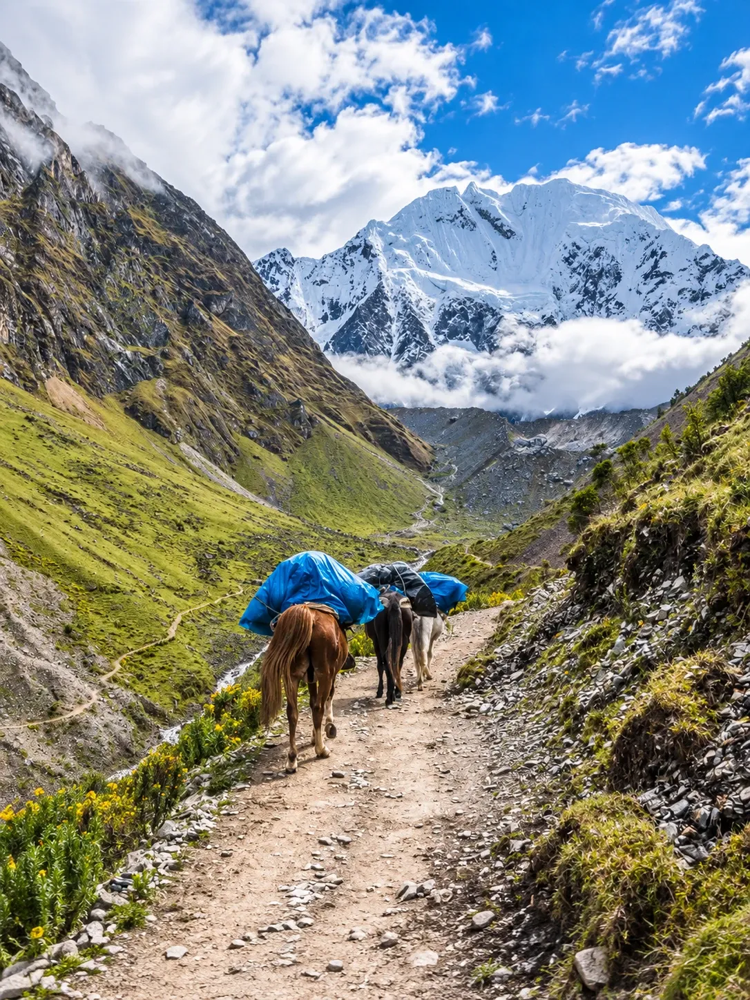 Pack mules on the trail below the Salkantay glacier